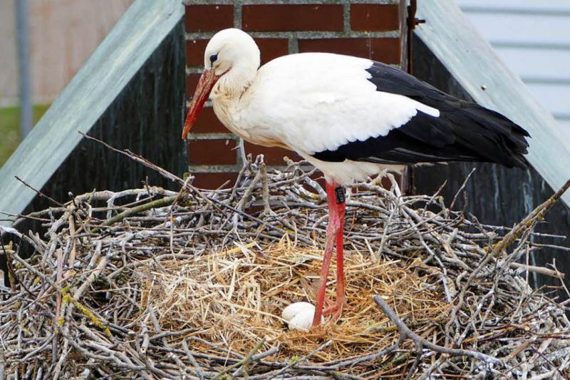 Bebrütet werden die Eier erst, wenn alle – also wohl vier bis fünf – gelegt sind. Foto: Hans-Peter Rieder